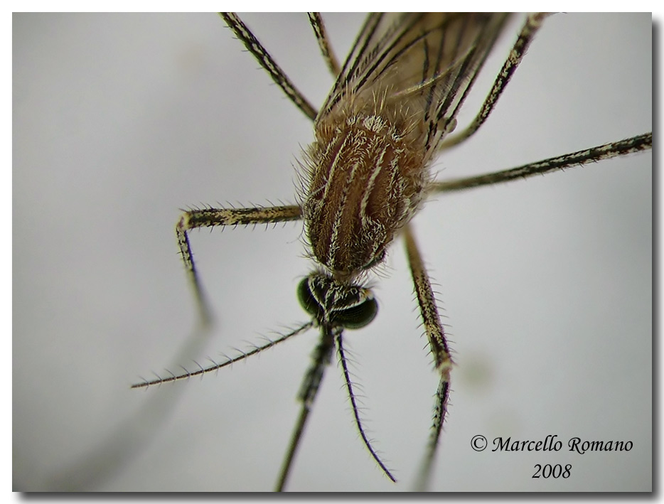 Culiseta longiareolata (Culicidae) dalla Sicilia